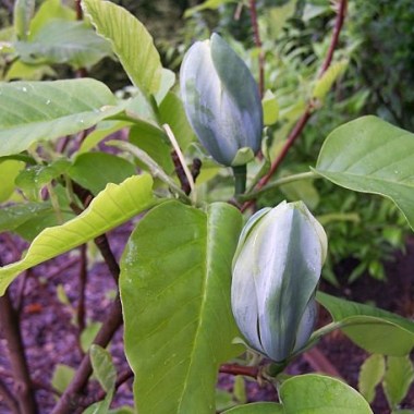 magnolia seiju